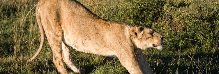 5-Day Living Among Lions