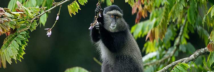 8 Days Rwanda Tour