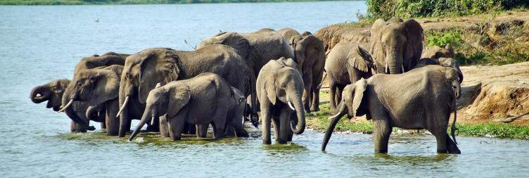 7-Day Uganda Wildlife & Gorilla