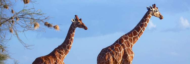 6-Day Unforgettable Wildlife Experiences