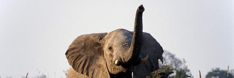 6-Day Majestic Tanzania