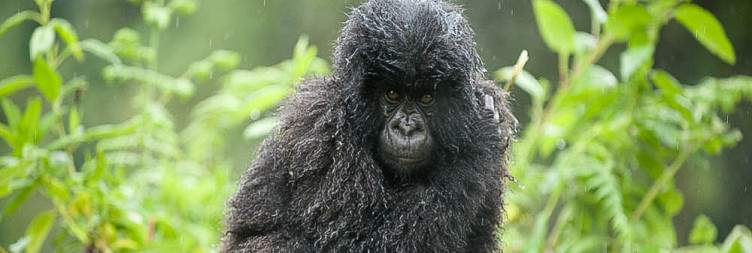 3-Day Rwanda Gorilla Trekking