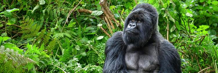 3-Day Rwanda Gorilla Trekking