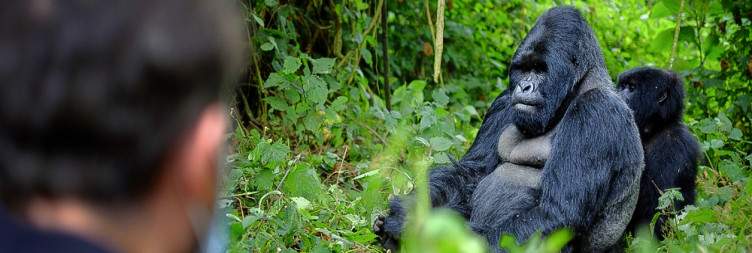 8 Days Rwanda Tour