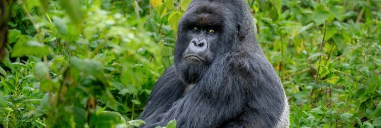 8 Days Rwanda Tour
